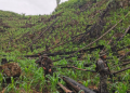 Fuerzas de seguridad erradican plantación de hoja de coca en San Luis, Petén