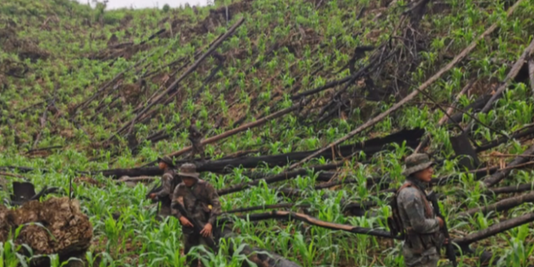 Fuerzas de seguridad erradican plantación de hoja de coca en San Luis, Petén