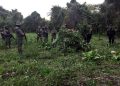 Fuerzas de seguridad iniceran más de 48 mil matas de marihuana en Sayaxché, Petén