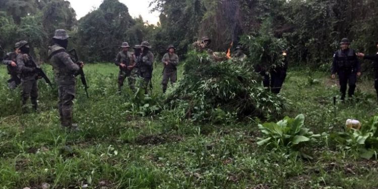 Fuerzas de seguridad iniceran más de 48 mil matas de marihuana en Sayaxché, Petén