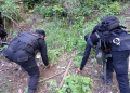Fuerzas de seguridad localizan y erradican matas de marihuana