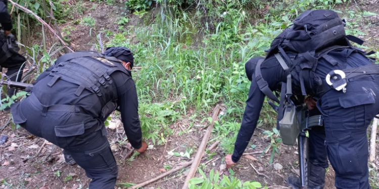 Fuerzas de seguridad localizan y erradican matas de marihuana