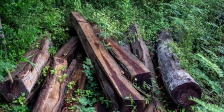 Fuerzas de seguridad mexicana desarticulan a organización taladora de árboles mayas