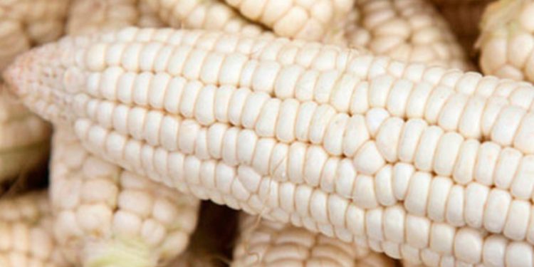 Gobierno autoriza ingreso sin aranceles de maíz blanco y frijol para enfrentar desabasto