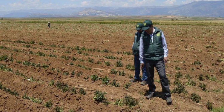 Gobierno de Guatemala inicia distribución del Bono Campesino