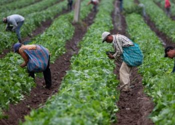 Gobierno lanzará programa de seguro agrícola en el país