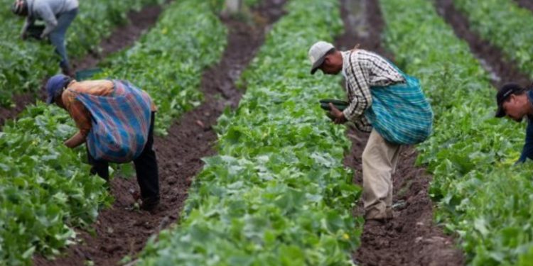 Gobierno lanzará programa de seguro agrí­cola en el paí­s