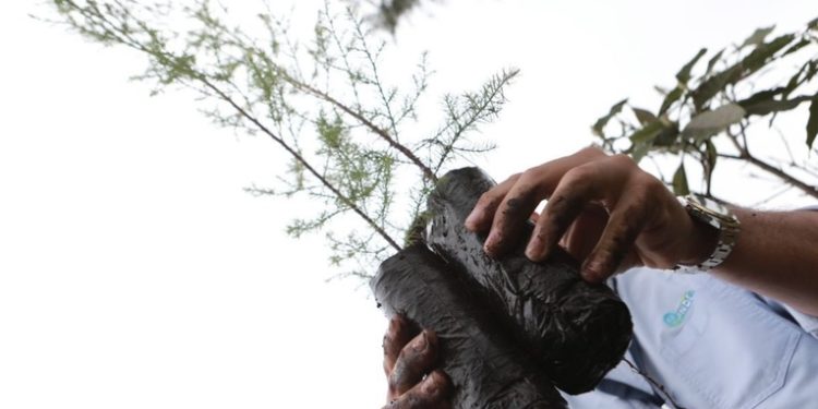 Gobierno se compromete a sembrar 5 millones de árboles antes de finalizar época lluviosa