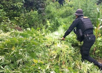 Golpes al narcotráfico superan los 2 mil 866 millones de quetzales en el paí­s