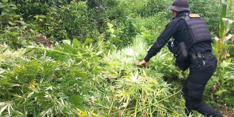 Golpes al narcotráfico superan los 2 mil 866 millones de quetzales en el paí­s