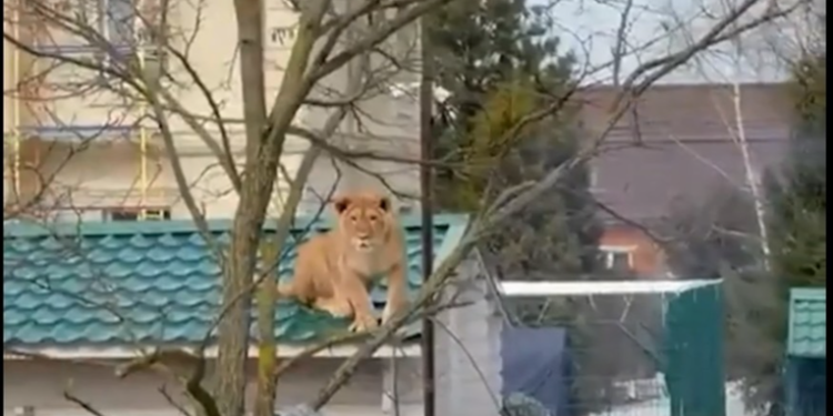 Graban a una leona sobre un tejado en Rusia