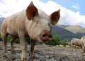 Guatemala a la espera de ser reconocida como libre de la Peste Porcina Clásica