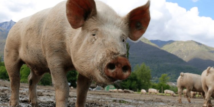 Guatemala a la espera de ser reconocida como libre de la Peste Porcina Clásica