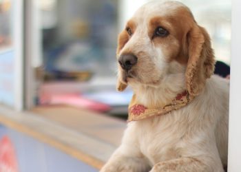 Guatemala busca expandir su presencia en el mercado global de mascotas
