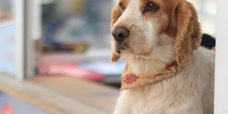 Guatemala busca expandir su presencia en el mercado global de mascotas