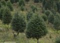 Guatemala busca resguardar el pinabete por ser un árbol en peligro de extinción