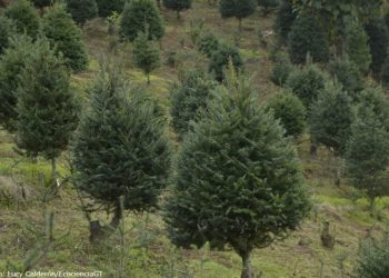 Guatemala busca resguardar el pinabete por ser un árbol en peligro de extinción