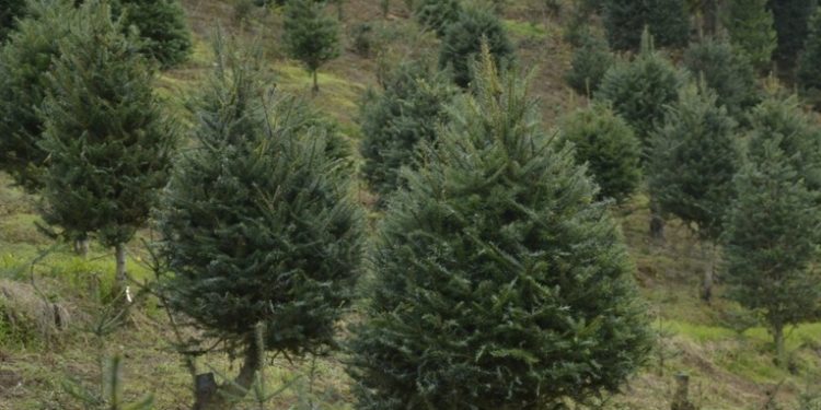 Guatemala busca resguardar el pinabete por ser un árbol en peligro de extinción