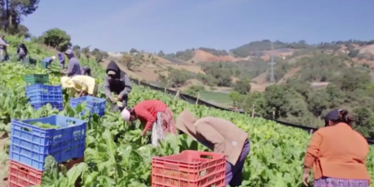 Guerra de Rusia y Ucrania provoca aumento de precios en alimentos y fertilizantes