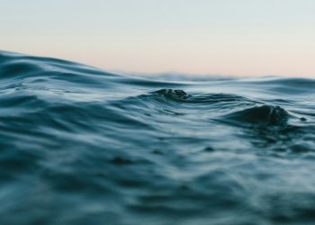 Hallan en el océano una criatura desconocida casi inmortal