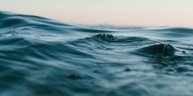 Hallan en el océano una criatura desconocida casi inmortal