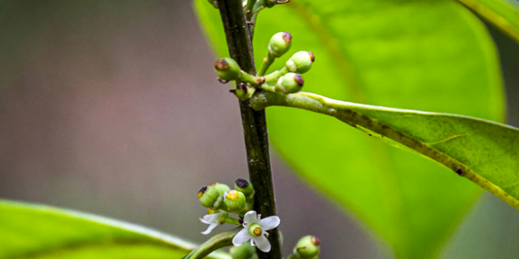 Hallan en un bosque de Brasil un árbol perdido hace casi 200 años