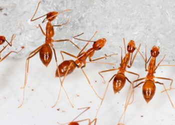 Hormigas que escupen ácido han infestado una ciudad de Australia