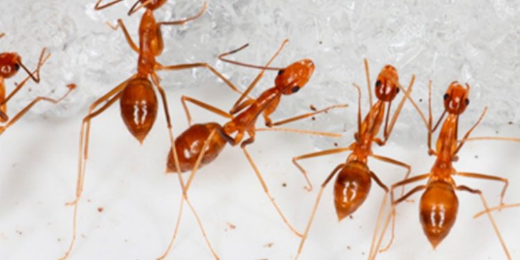 Hormigas que escupen ácido han infestado una ciudad de Australia