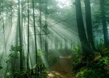 Hoy se celebra el Dí­a Internacional de los bosques