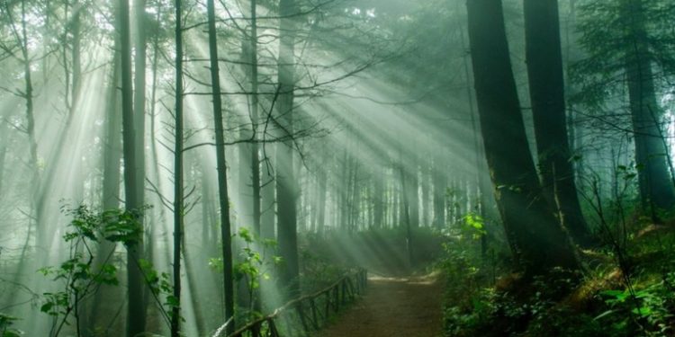 Hoy se celebra el Dí­a Internacional de los bosques