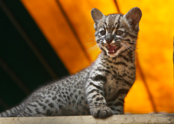 Identifican una nueva especie de felino en Colombia