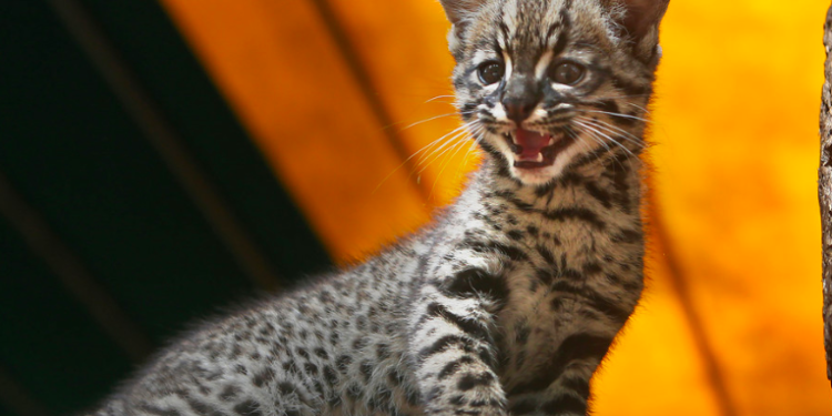 Identifican una nueva especie de felino en Colombia