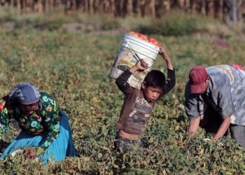 Implementarán plataforma para prevenir el trabajo infantil