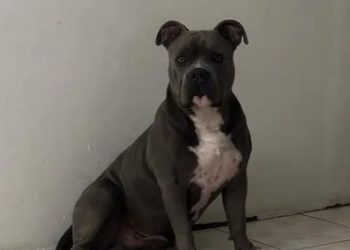 Imponen multa de Q.61,860 a mujer acusada de matar al perro Terry