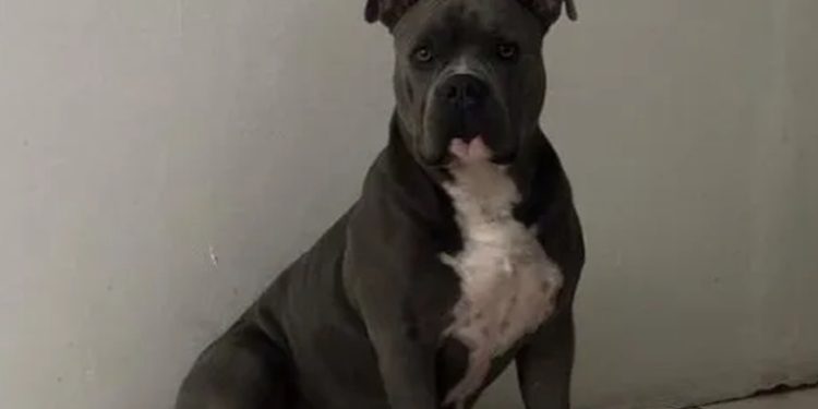 Imponen multa de Q.61,860 a mujer acusada de matar al perro Terry