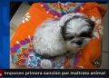 Imponen primera sanción en el país por maltrato animal