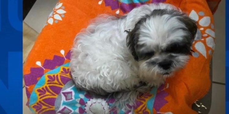 Imponen primera sanción en el paí­s por maltrato animal