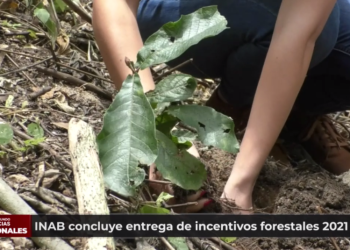 INAB concluye entrega de incentivos forestales 2021