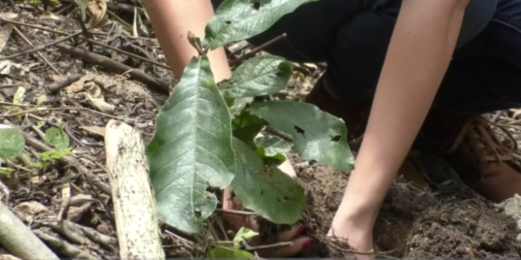 INAB concluye entrega de incentivos forestales 2021