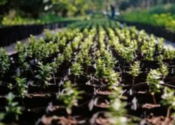 INAB continuará con las reforestaciones en lo que falta del año