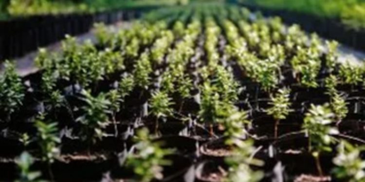 INAB continuará con las reforestaciones en lo que falta del año