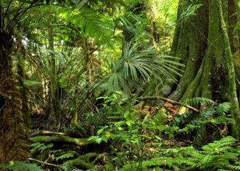INAB cumple con el pago final del año a beneficiarios del programa de incentivos forestales