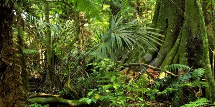 INAB cumple con el pago final del año a beneficiarios del programa de incentivos forestales