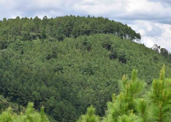INAB impulsa incentivos forestales para conservación del manto boscoso en Guatemala