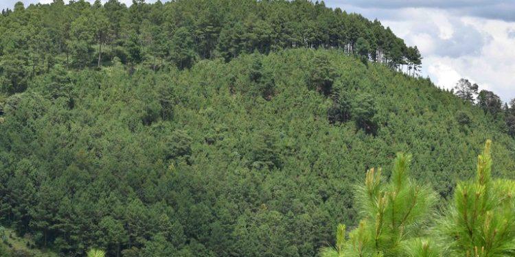 INAB impulsa incentivos forestales para conservación del manto boscoso en Guatemala