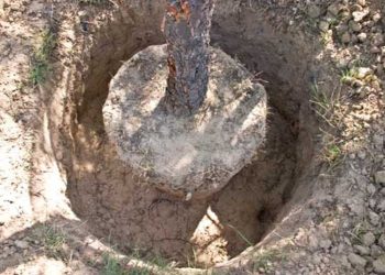 INAB logra superar la meta de de 400 mil árboles trasplantados en todo el paí­s