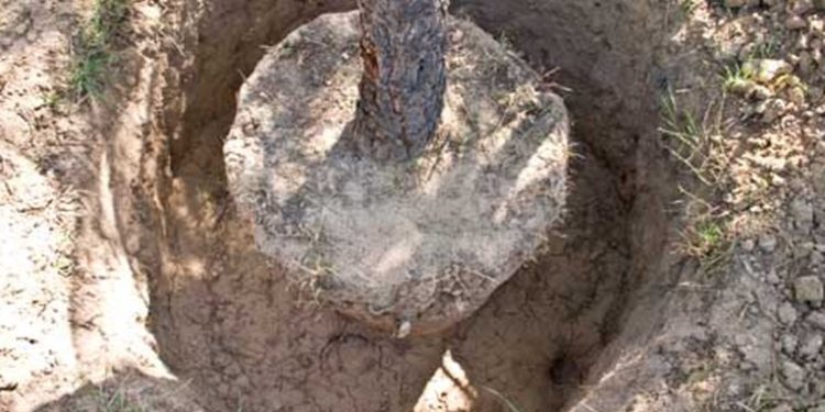 INAB logra superar la meta de de 400 mil árboles trasplantados en todo el paí­s