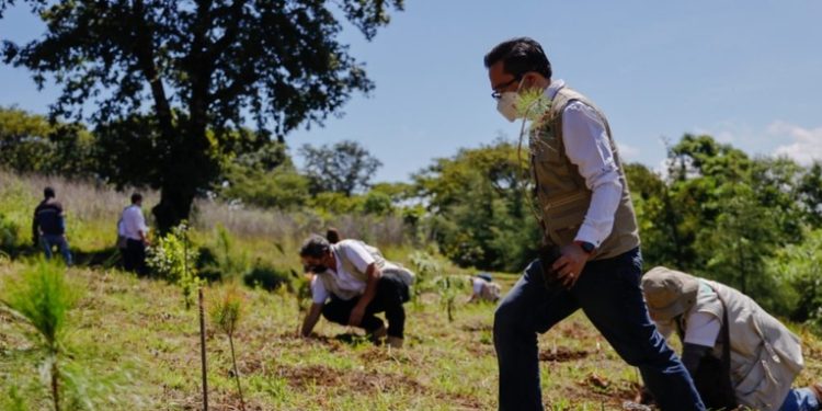 INAB registra 37 hectáreas reforestadas en dos semanas
