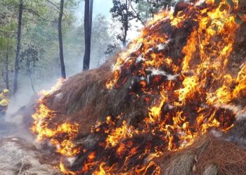 INAB solo puede reforestar 160 de las 40 mil hectáreas afectadas por incendios forestales