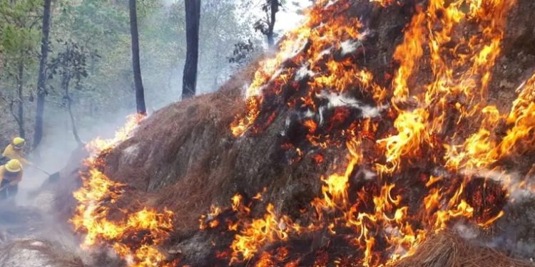 INAB solo puede reforestar 160 de las 40 mil hectáreas afectadas por incendios forestales